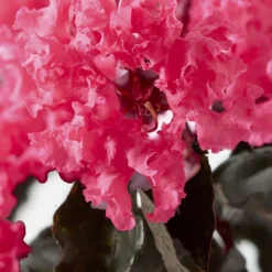Lagerstroemia Indica Black Solitaire (Black Diamond) Shell Pink - Lilas Des Indes