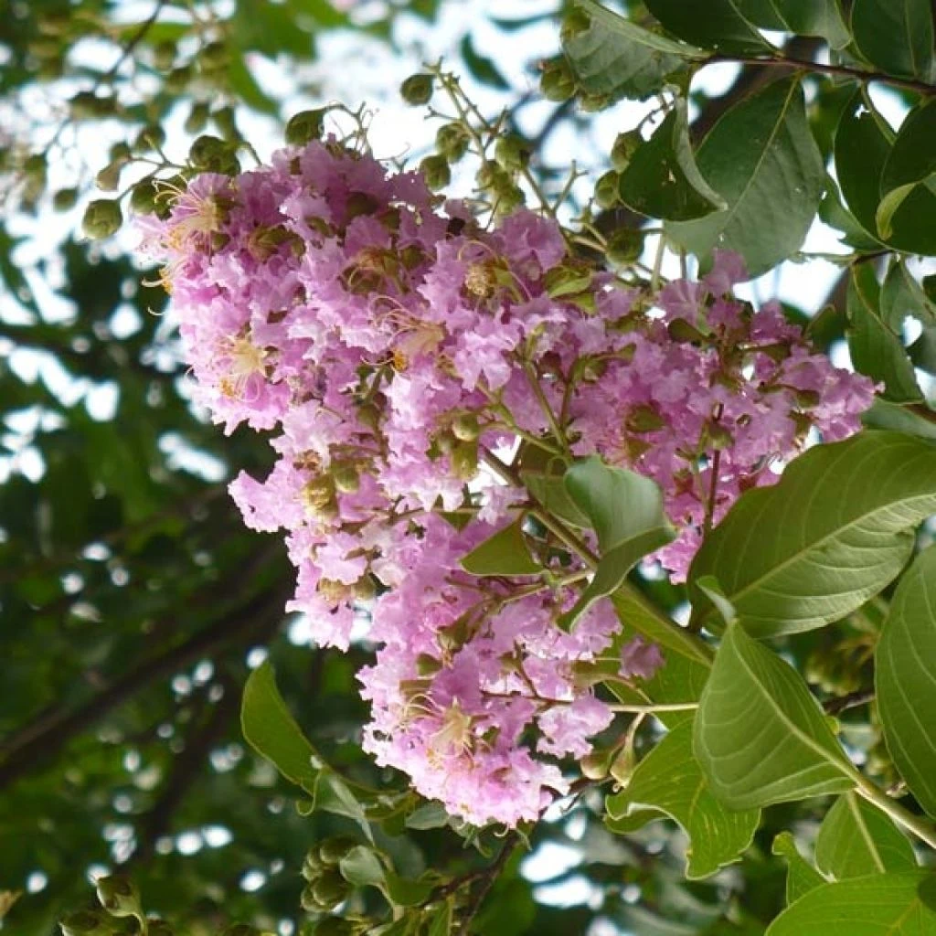 Lagerstroemia Indica Mauve - Lilas Des Indes 1 Lagerstroemia Indica Mauve - Lilas Des Indes