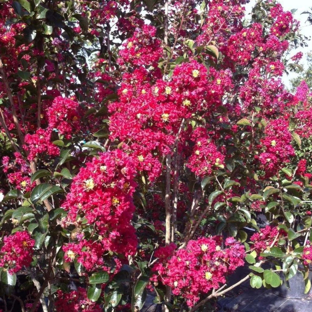 Lagerstroemia Indica Summer Charm Arapaho - Lilas Des Indes 1 Lagerstroemia Indica Summer Charm Arapaho - Lilas Des Indes