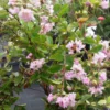 Lagerstroemia Indica Summer Charm Hopi - Lilas Des Indes