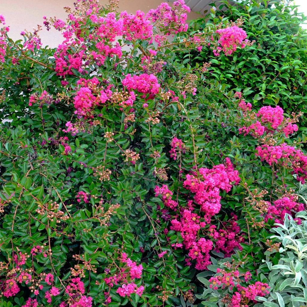 Lagerstroemia Mimie Fuchsia - Lilas De Indes Couvre-sol 1 Lagerstroemia Mimie Fuchsia - Lilas De Indes Couvre-sol