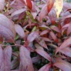 Leucothoe Walteri Royal Ruby