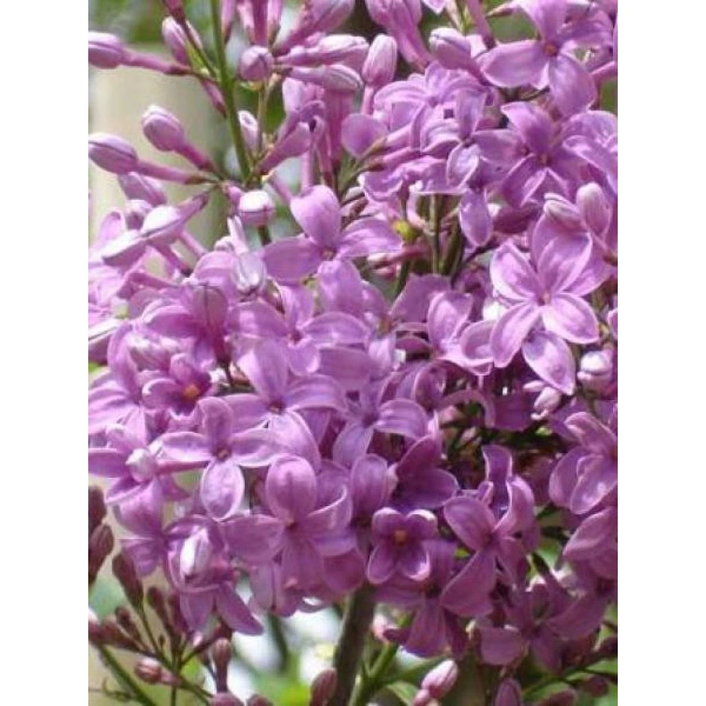 Lilas - Syringa Chinensis Saugeana 1 Lilas - Syringa Chinensis Saugeana