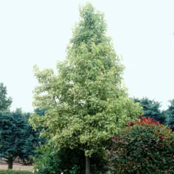 Liquidambar Styraciflua Albomarginata Manon - Copalme D'Amérique