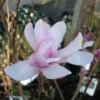 Magnolia Loebneri Leonard Messel