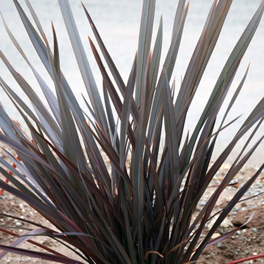 Phormium Dark Delight - Lin De Nouvelle-Zélande 1 Phormium Dark Delight - Lin De Nouvelle-Zélande