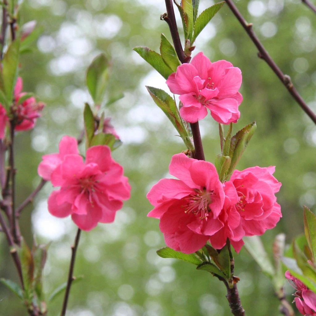 Pêcher à Fleurs - Prunus Persica Taoflora Pink 1 Pêcher à Fleurs - Prunus Persica Taoflora Pink