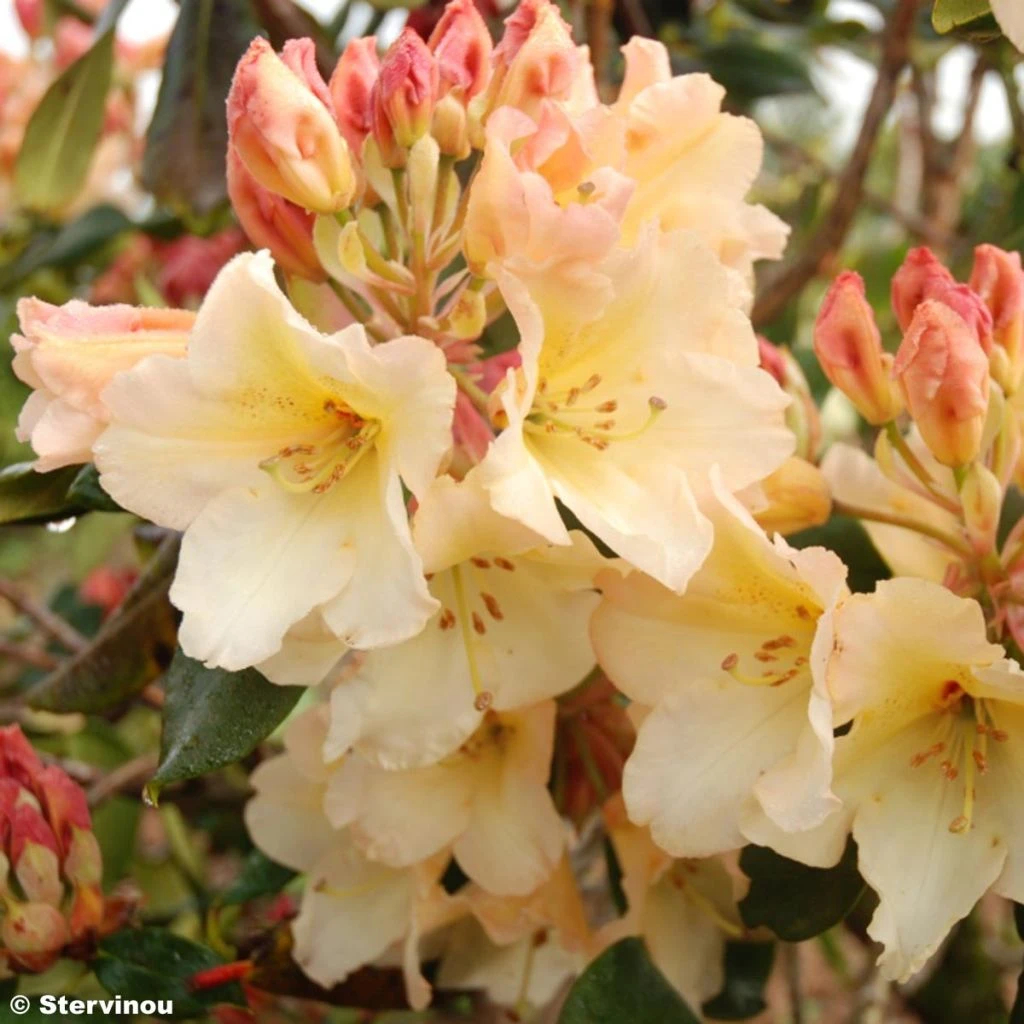 Rhododendron Horizon Monarch - Grand Rhododendron 1 Rhododendron Horizon Monarch - Grand Rhododendron