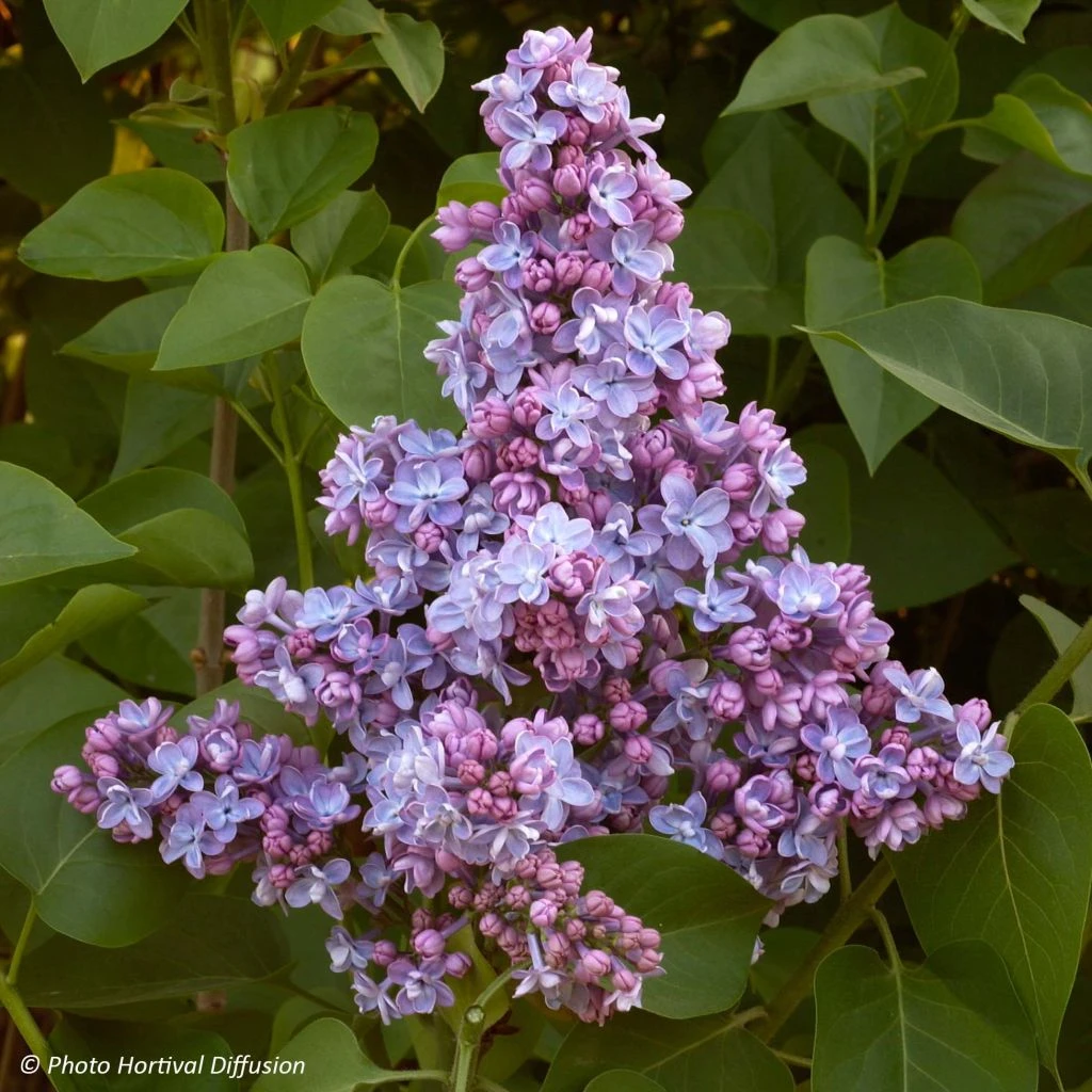 Lilas - Syringa Vulgaris Président Grevy 1 Lilas - Syringa Vulgaris Président Grevy
