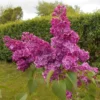 Lilas Commun - Syringa Vulgaris Znamya Lenina
