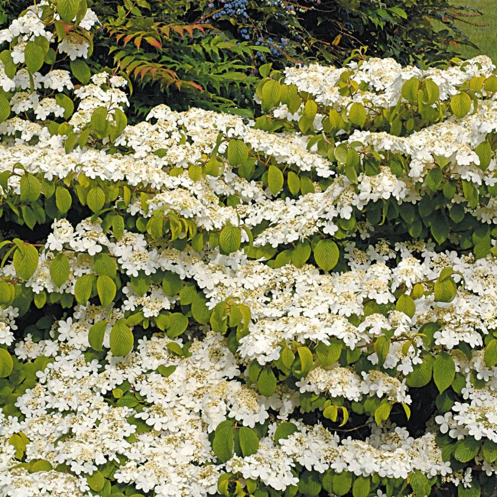 Viorne De Chine - Viburnum Plicatum Mariesii Great Star 1 Viorne De Chine - Viburnum Plicatum Mariesii Great Star