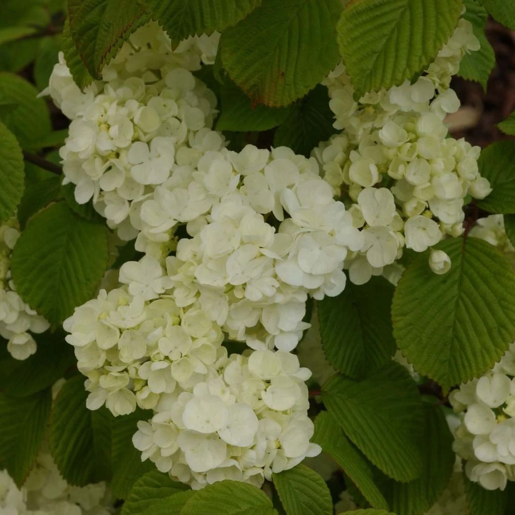 Viorne - Viburnum Plicatum Popcorn 1 Viorne - Viburnum Plicatum Popcorn