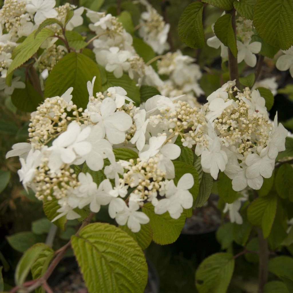 Viorne De Chine - Viburnum Plicatum Shasta 1 Viorne De Chine - Viburnum Plicatum Shasta