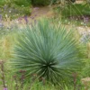 Yucca Rostrata