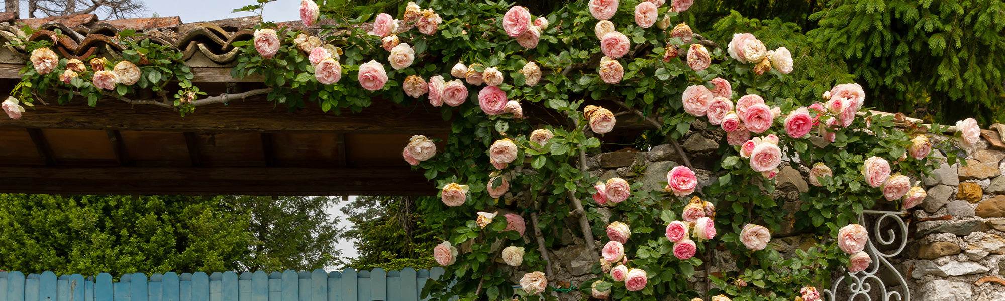 Devant -Fleuriya Soldes Magasin 11f8ab78c38d9d01fe9cf6b977351f2c 9f0332b8 6591 4147 8fbe c7fdc1d52183