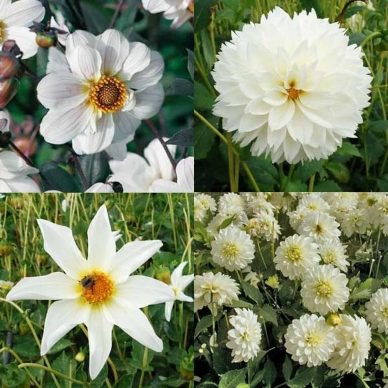 Devant -Fleuriya Soldes Magasin collection 10 dahlias blancs 31446 1 768x768 1