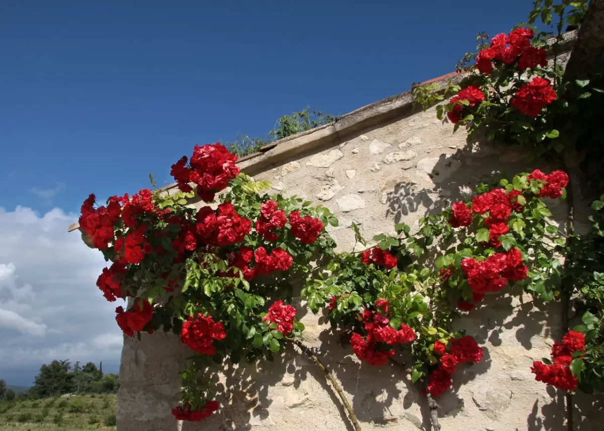 Devant -Fleuriya Soldes Magasin rosiers grimpants1 1200x857 1